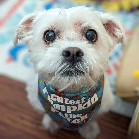 Cutest Pumpkin in the Patch Small/Medium Dog Bandana - Picture 7 of 7
